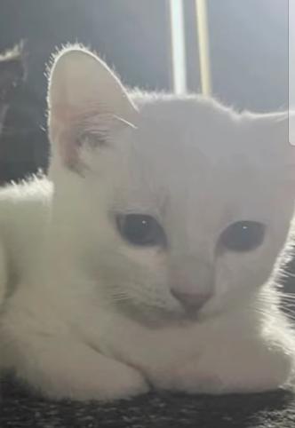 Hacked By Danzvorever