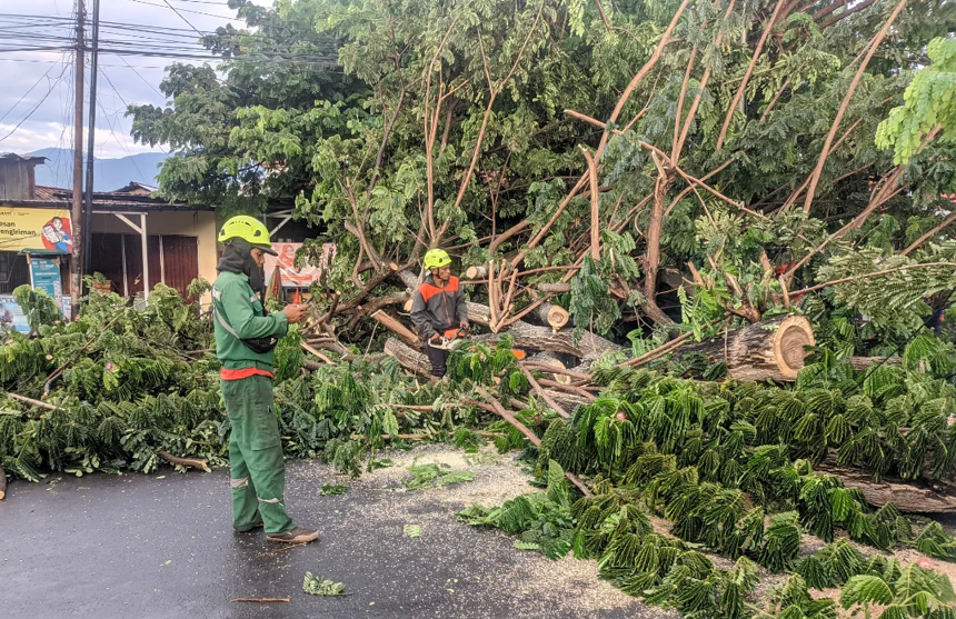 DLH Palu: Pohon Perkotaan Lebih Rawan Tumbang, Butuh Penanganan Serius