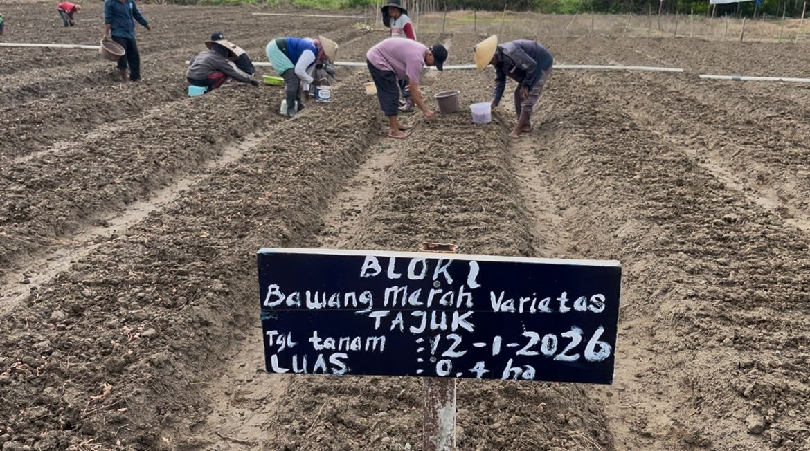 Produksi Bawang Merah Lokal Palu Digenjot untuk Kurangi Pasokan Luar Daerah