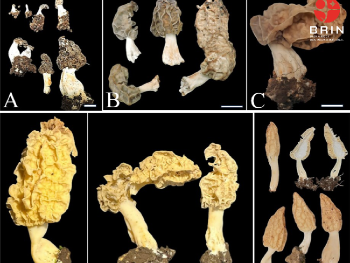 variasi-karakter-morfologi-morchella-rinjaniensis-yang-dikumpulkan-dari-torean-1753603861113_43.png